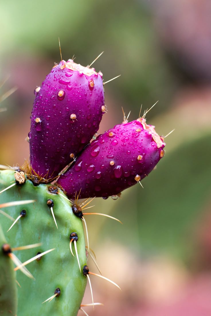Prickly Pear Fruit